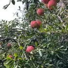 الشفا وادي لي غزال دور أرضي وزرعه