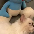 القط لتبني ذكر عنده اغراضه ماغير اكل مخلص الي يبغاه يكلمني