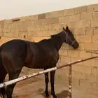 حصان انقليزي