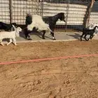 للبيع معزاء مراح ولد