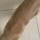 لتبني أليفه