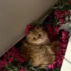 قطة انثى للتزاوج