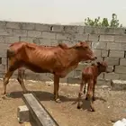 بقره للبيع