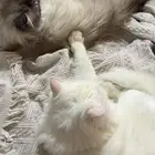 قطط للتبني