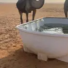 لقحه مجهم كفو