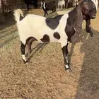 عنز مشروكه خصم