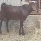تيس كلهاري ادهم( تم البيع )