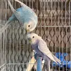 بادجي هولندي