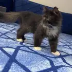 قطه لتبني