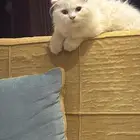 شيرازي قطط