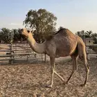 قعود للبيع
