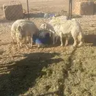 حريات مع الفحل