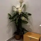 مركن ورد