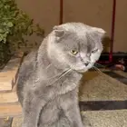 قط أسكتلندي للبيع