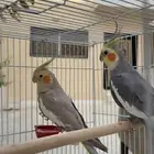 زوج كروان جامبو منتج