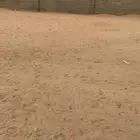 حصان شعبي