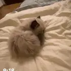 قطه للبيع