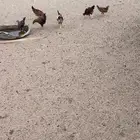 دجاج للبيع