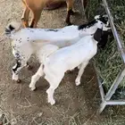 2 تيوس بيشيات