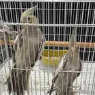 كروان اليف