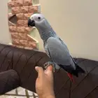 فرخ كاسكو .تم البيع