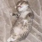 للبيع عدد 8 قطاوه سكوتش امريكي