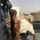 عناق للبيع