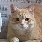 اعلان عن قط مفقود ضائع في حي الفيحاء (يوجد مكافئه لمن يجده)