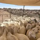 خرفان وتيوس