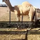 الشقه
