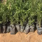 شتل متنوع للبيع فالعلا