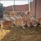 ارانب بلدي