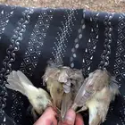 براغي للبيع منتوف جاهز على 4
