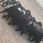 معزاء عوارض