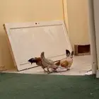 دجاج بلدي بياض تم البيع