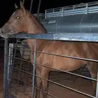 مهر