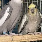 زوج كروان منتج الانثى نزلت اول بيضه تم البيع