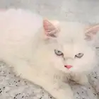 قط للتبني راح