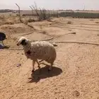 نعيمية ثنية تم البيع