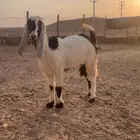 جفره للبيع