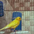 كناري
