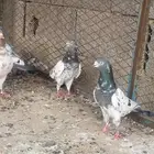 حمام باكستاني تيدي