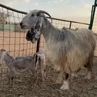 عنز خلفه