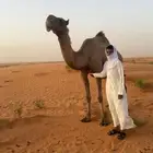 ناقة صفراء