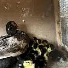 بطه مكسوفي معه عياله