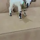 ماعز   قزم
