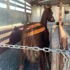 عربة نقل خيل