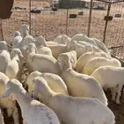 بهم حري العدد 26 راس أعمارها 3 شهور 3 ونصف(بيع)