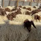 جذعات نعيم رخال