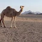 للبيع ضروبه كفو